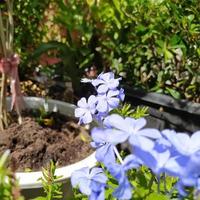 schöne türkisfarbene Blüten. schöne Plumbago auriculata Lamm in einem Topf. Plumbago Auriculata Lam und die Morgensonne. foto