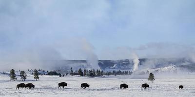 Herde amerikanischer Bisons, Yellowstone-Nationalpark. Winterszene. im Geysirbecken an einem kalten Wintermorgen. foto