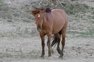 Wilde Mustangpferde in Colorado foto