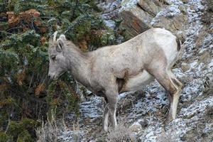 Colorado-Rocky-Mountain-Dickhornschaf. Dickhornschaf auf einem schneebedeckten felsigen Hügel. foto