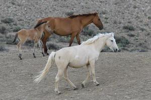 Wilde Mustangpferde in Colorado foto