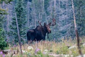 Elche in den Colorado Rocky Mountains foto