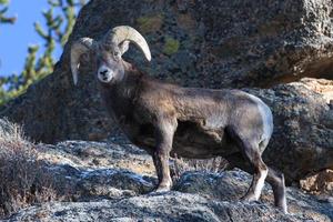 Colorado Rocky Mountain Dickhornschaf Bighorn Ram auf einem schneebedeckten Hügel. foto