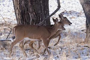 Colorado-Wildtiere. Wilde Hirsche auf den Hochebenen von Colorado foto