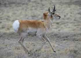 wildes pronghorn im grasland von colorado foto