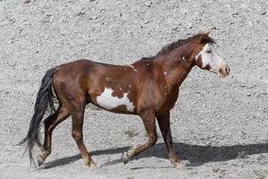 Wilde Mustangpferde in Colorado foto