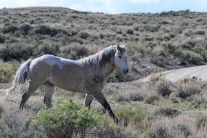 Wilde Mustangpferde in Colorado foto