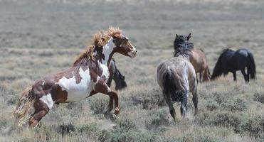 Wilde Mustangpferde im Sandwaschbecken von Colorado foto