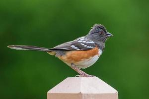 Geflecktes Towhee auf einem Zaunpfosten. foto