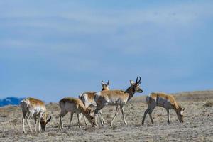 wilde Pronghorn-Antilopenherde im Colorado-Grasland foto
