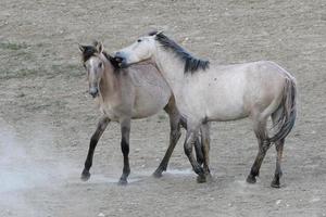 Wilde Mustangpferde in Colorado foto