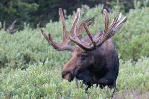 Elche in den Colorado Rocky Mountains foto