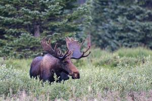 Elche in den Colorado Rocky Mountains foto