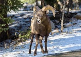 Bighorn-Widder im Schnee. Colorado-Rocky-Mountain-Dickhornschaf foto