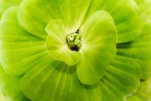 Nahaufnahme von Wasser Salat frisch und grünes Blatt foto