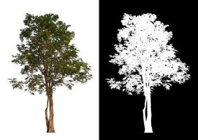 isolierter einzelner Baum auf weißem Hintergrund mit Beschneidungspfad foto