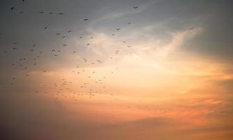 Sonnenunterganghimmel mit Vogelgruppe foto