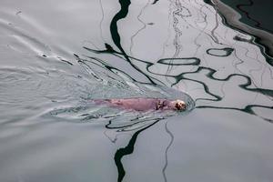 Seeotter schwimmen im Meer bei Monterey foto