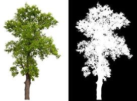 großer Baum auf transparentem Bildhintergrund mit Ausschnittspfad und Alphakanal foto