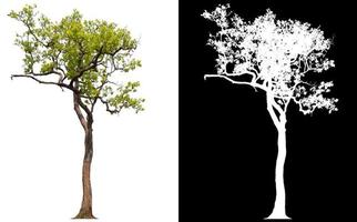 isolierter Baum ohne Blätter auf weißem Hintergrund foto