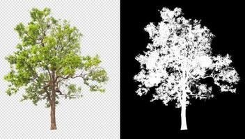 Baum auf transparentem Hintergrundbild mit Beschneidungspfad foto