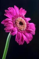 leuchtend rosa Gerbera vor einem dunklen Hintergrund foto