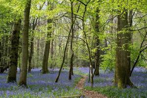 Glockenblumen in den Wäldern von Staffhurst in der Nähe von Oxted Surrey foto