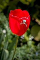 Weiße Krabbenspinne auf roten Tulpen in einem englischen Garten foto