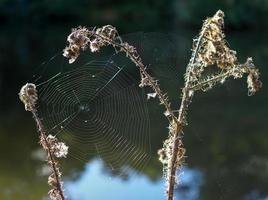 Spinnweben in der Landschaft von Sussex foto