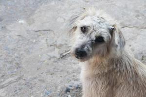 der weiße hund sitzt auf der straße. foto