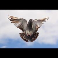 die Tauben im Flug, die Wildtaube hat hellgraue Federn. Auf jedem Flügel befinden sich zwei schwarze Streifen. aber sowohl Wild- als auch Hausvögel haben eine große Vielfalt an Farben und Federmustern. foto