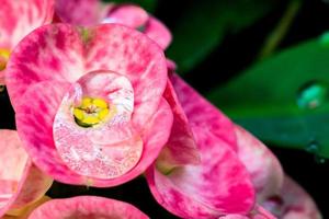 Wassertropfen auf rosa Blüten Euphorbia milii. foto