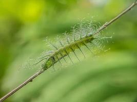 Makroinsekten, Schmetterlinge, Motten, Fliegen, Mücken, Raupen, Gottesanbeterin auf Zweigen, Blattblumen mit natürlichem Hintergrund foto