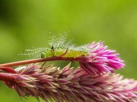 Makroinsekten, Schmetterlinge, Motten, Fliegen, Mücken, Raupen, Gottesanbeterin auf Zweigen, Blattblumen mit natürlichem Hintergrund foto