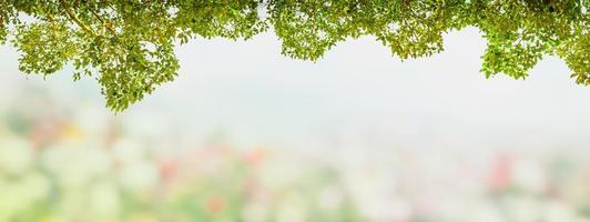 abstrakter rahmen aus grünen blättern baum im unscharfen gartenhintergrund. foto