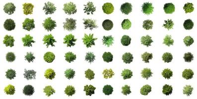 Sammlung von grünen Bäumen der Draufsicht 3d lokalisiert auf weißem Hintergrund foto