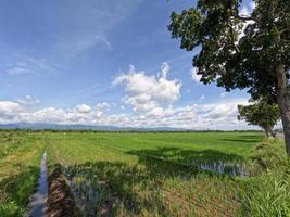 Blick auf die Reisfelder tagsüber mit blauem Himmel und weißen Wolken im Hintergrund, sonniger Tag auf dem Land foto