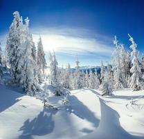 winterlandschaft bäume eingeschneit foto