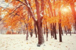 Oktober Bergbuchenwald mit erstem Winterschnee foto