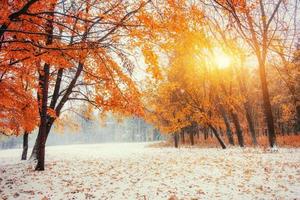 Oktober Bergbuchenwald mit erstem Winterschnee foto