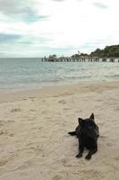 schwarzer Hund sitzt an einem warmen sonnigen Strand foto
