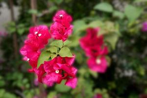 Rote Bouqainvillea-Blume weiches Licht im Garten foto