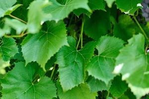 Traubenblätter. grüne Weinblätter am sonnigen Septembertag im Weinberg. bald Herbsternte von Trauben für die Herstellung von Wein, Marmelade und Saft. foto