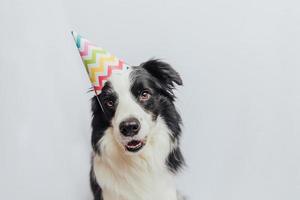 alles gute zum geburtstag partykonzept. lustiger süßer Hündchen-Border-Collie mit dummem Geburtstagshut isoliert auf weißem Hintergrund. Hund am Geburtstag. foto