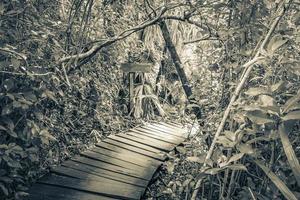 tropischer dschungel pflanzt bäume holzwanderwege sian kaan mexico. foto