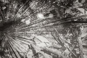 textur palmenlaub im teichsumpf wasser natur mexiko. foto