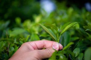 Die Spitzen der grünen Teeblätter sind reich und attraktiv. foto