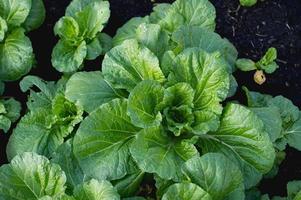 frischer Gemüsegarten aus frischem Garten, der Bio-Gemüse von Gärtnern anbaut foto