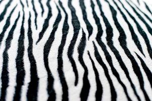 Zebra Schwarz-Weiß-Hintergrundbild schönes visuelles Konzept foto