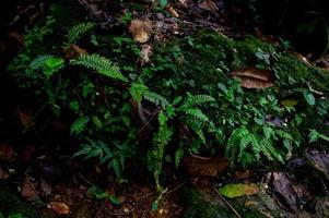 Waldgrün fruchtbare Flächen im Waldgebiet foto